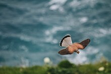 Closeup Of The Common Kestrel, Falco Tinnunculus Flying Against The Blue Sea. Shallow Focus.