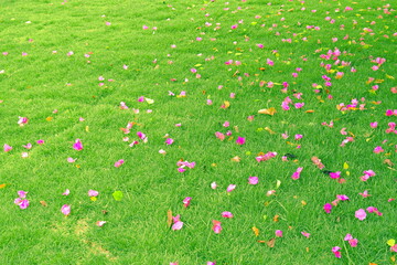 surface of green grass with daisies flower autumn 