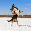 A black dog with a white chest and red paws, against the background of white snow and blue sky, jumps.