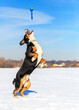 A black dog with a white chest and red paws, against the background of white snow and blue sky, jumps and plays.