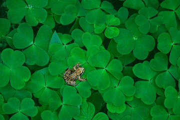 Sticker - Frog sitting on clover leaves, natural green background. Beautiful wildlife scene. one frog in forest. save wild nature concept. minimal style. flat lay