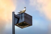 Closeup Of A Seagull On A Street Light