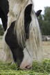 Koń jedzący trawę głowa