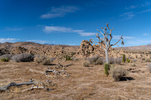 Dead Joshua Tree From Sawtooth Fire In The Sawtooth Trail Area Of Pioneertown, California.