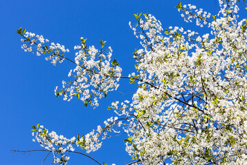 Poster - white blossoming twig of cherry tree and blue sky on background on sunny spring day