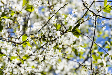 Wall Mural - spring background - white flowers on branch of cherry tree on sunny spring day