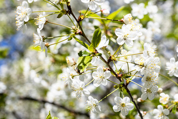 Sticker - white blossoms of cherry tree closeup in spring