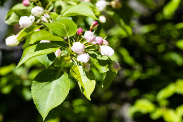 Wall Mural - pink buds on twig of tree closeup and dark green foliage on background on sunny spring day