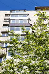 Wall Mural - tree with blossoms and urban apartment house on background on sunny spring day