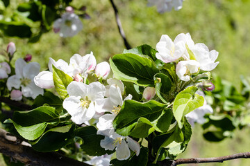 Wall Mural - white blossom of apple tree closeup in spring
