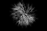 Fototapeta Dmuchawce - A ball of monochrome lightning bolts isolated on a black background