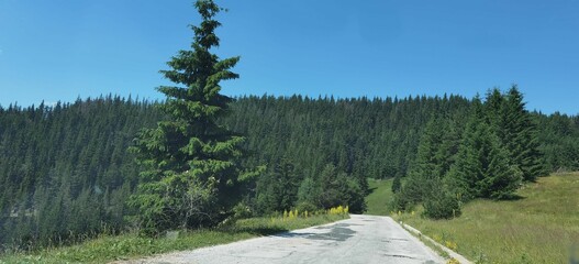 Gorgeous shot of a trail leading into a forest full of spruce trees under a blue sky