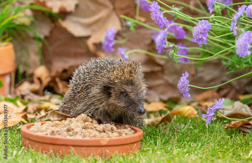 Hedgehog eating, wild, free roaming native hedgehog, taken at dusk from ...
