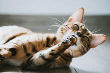 Bengal Cat. Cat Takes Care Of Himself, Cleans His Fur, Resting On The Floor.