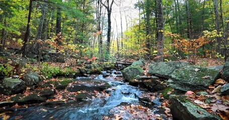 Wall Mural - Creek between colorful autumnal trees in the Acadia National Park, Maine