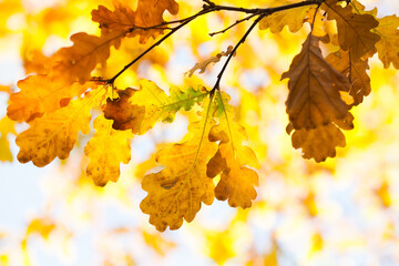 Canvas Print - The warm rays of the autumn sun make their way through the multicolored lush foliage of red oak. Autumn leaves background. Oak tree branch with colorful yellow orange brown leaves.