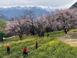 Farmers harvesting a greenfield with colorful trees with a snowy mountain in the back