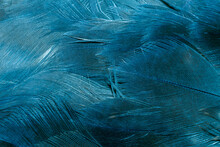 Blue Hawk Feathers With Visible Detail. Background Or Texture