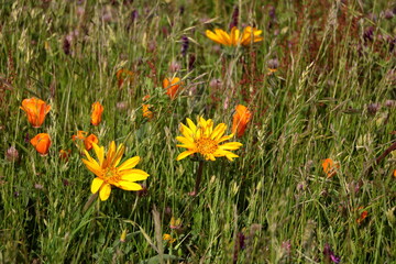 Poster - Mule's Ears flowers, Las Trampas Regional Wilderness, California