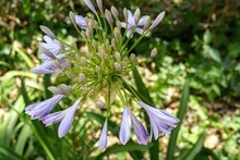 African Lilies, Agapanthus. Common Name Love Flowers