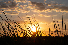 Orange Sunset Breaks Through The Reeds, Warm Summer Atmosphere.