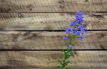 Single Fresh Purple Flower, Dame's Rocket Plant, Lying To The Right Hand Side On Weathered Rustic Wood Board
