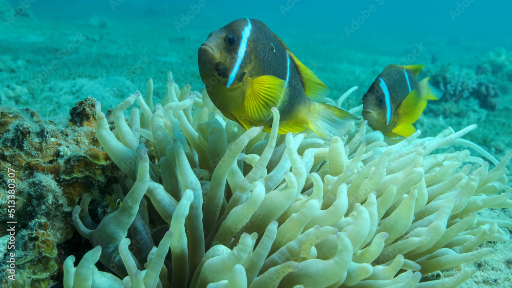 Pair Clownfish with baby and school of Damsel fish swims on Anemone ...