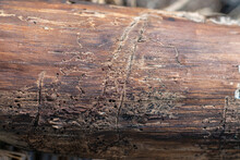 Wooden Brown Oak Trunk Infested By Bark Beetles. Rustic Old Vintage Retro Style.