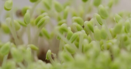 Sticker - Sprouted chia seed at home garden