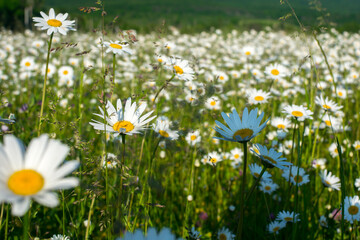 Wall Mural - camomile field