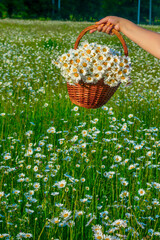 Wall Mural - camomile field