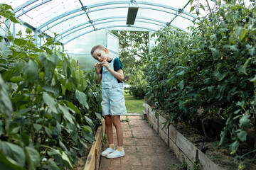 A girl harvests in a greenhouse