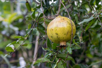 fresh pomegranate fruit hanging on a branch in the garden with copy space