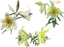 Three Light Yellow Lilies Isolated On White