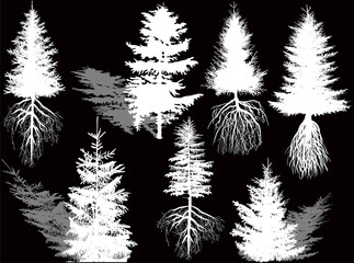 Wall Mural - fir with shadows and roots isolated on black background