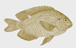 Burrough's damsel pomacentrus burroughi, marine fish in side view