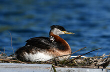 Cute Funny Looking Baby Red-necked Grebe Bird Rests On Its Parents Back Under The Warmth And Safety Of Its Wings
