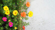 Moss rose flowers (Portulaca grandiflora) against concrete background with copy space