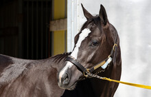 Portrait Of A Two-year-old Thoroughbred Filly With Her Head Turned With An Identification Tag Attached To Her Halter.