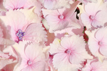Pink Hydrangea Flowers Closeup