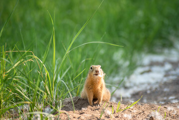 Wall Mural - wildlife. a cute little gopher is sitting in the grass and fluff next to the hole