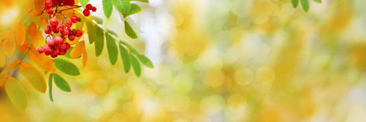 Wall Mural - Autumn rowan leaves on beautiful nature bokeh background, sunlight day, wide banner with copyspace, autumn leaf and berries close up, bright color fall natural panoramic backgrounds