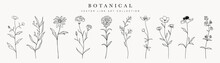 Wild Flowers Vector Collection.  Herbs, Herbaceous Flowering Plants, Blooming Flowers, Subshrubs Isolated On White Background. Hand Drawn Detailed Botanical Vector Illustration.