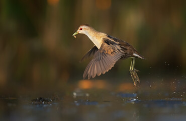 Canvas Print - Little crake bird ( Porzana parva ) - female