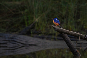 Wall Mural - Azure Kingfisher observing, Cyne Mallows Creek, NSW, May 2022
