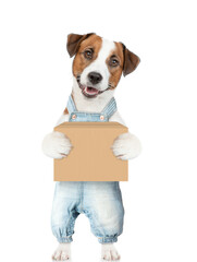 Poster - Jack russell terrier puppy wearing overalls holds big box. isolated on white background