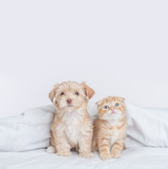 Sticker - Cute Goldust Yorkshire terrier puppy and ginger fold kitten sitting together under warm white blanket on a bed at home and looks up on empty space