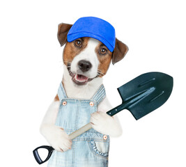 Poster - Jack russell terrier puppy farmer wearing overalls and blue cap holds shovel. isolated on white background