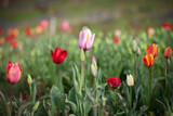 Fototapeta Tulipany - Colorful Tulips in the field.