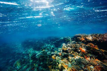 Wall Mural - Panorama Underwater coral reef on the red sea